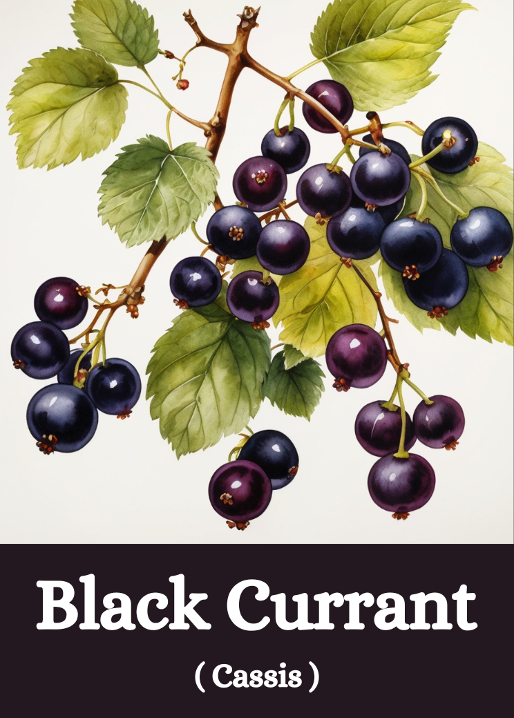Black Currant Wine Aroma Training Card - Professional Sommelier Education Tool for Blind Tasting Practice